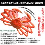 ズワイガニ 爪下