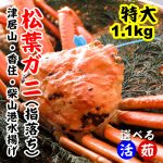 松葉ガニ